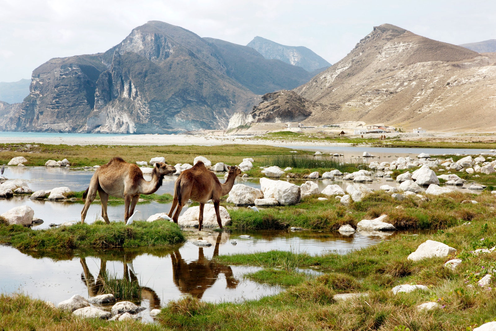 Can You *Actually* Crush This Mixed Knowledge Quiz on Your First Try? Camels in Oman