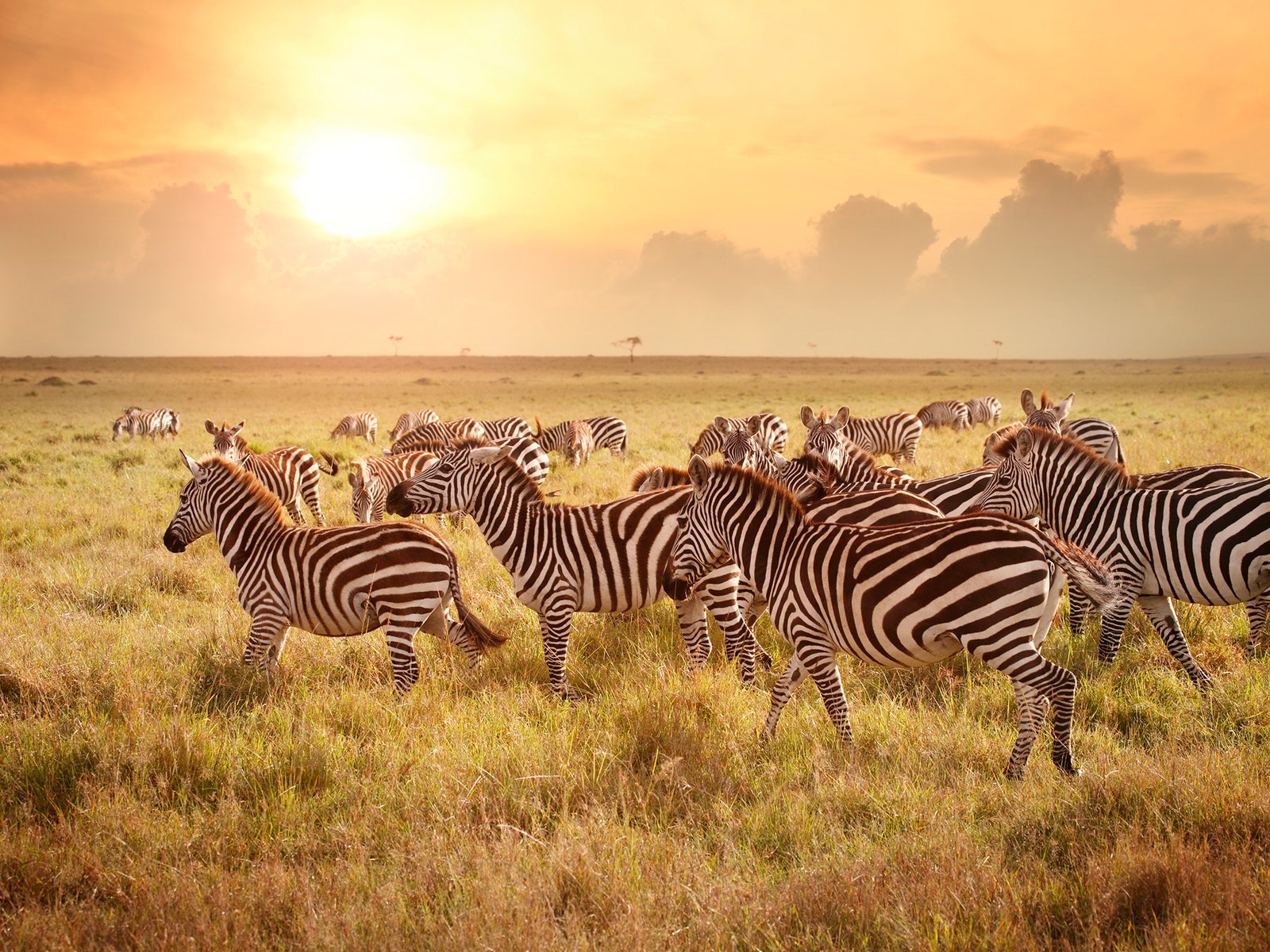 Do You Know a Little Bit About Everything When It Comes to Geography? Zebras in Kenya savanna grassland