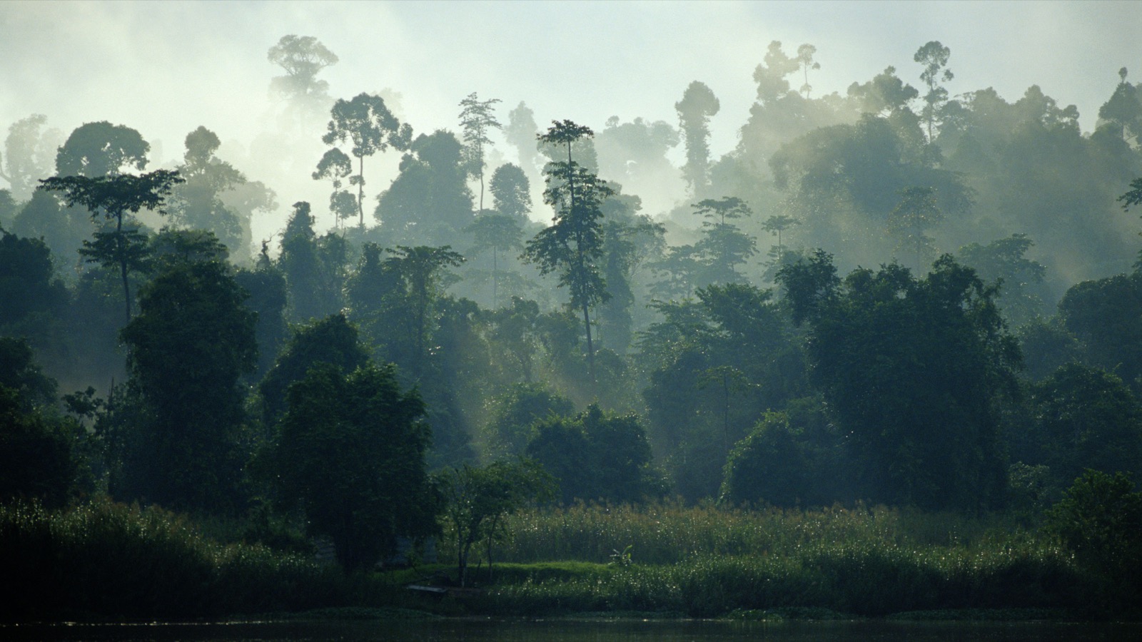 Can You Guess the Asian Country With Just Three Clues? Borneo Rainforest Nature Trees