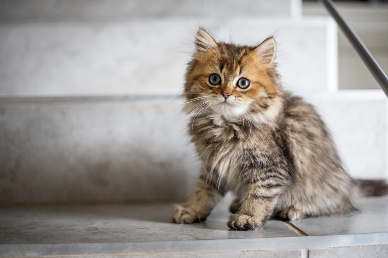 Can You Pass This General Knowledge Quiz While Being Distracted by Adorable Kittens? Cute cat kitten 2