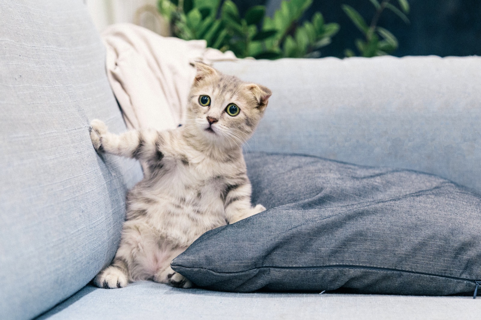 🐰 Pick Your Favorite Pet Companion for These Scenarios and We’ll Reveal Your True Mental Age 🐶 Cat
