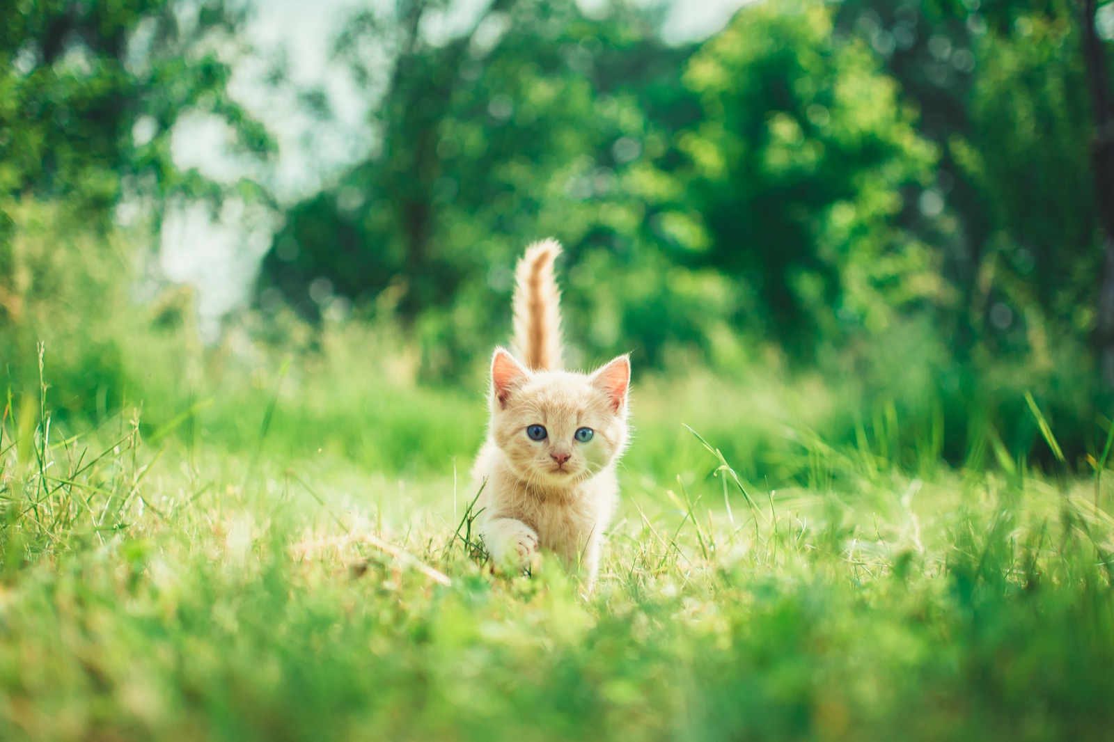 Can You Pass This General Knowledge Quiz While Being Distracted by Adorable Kittens? Cute cat kitten 4