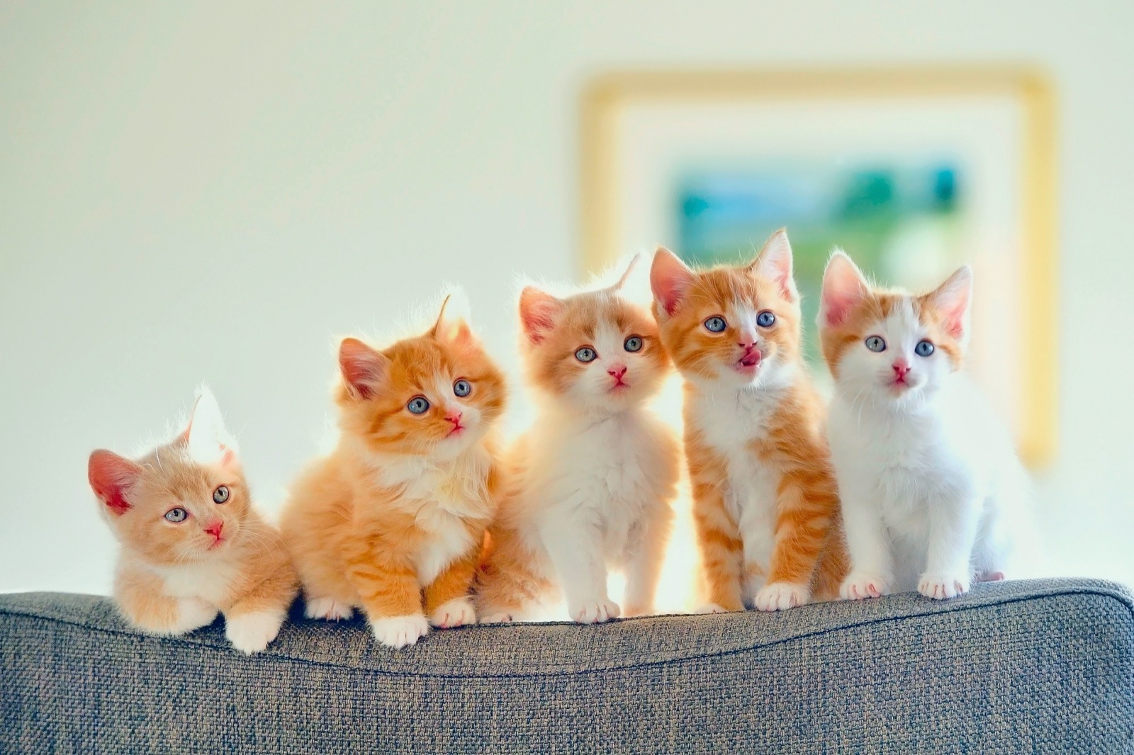 Can You Pass This General Knowledge Quiz While Being Distracted by Adorable Kittens? Cute cat kitten 8