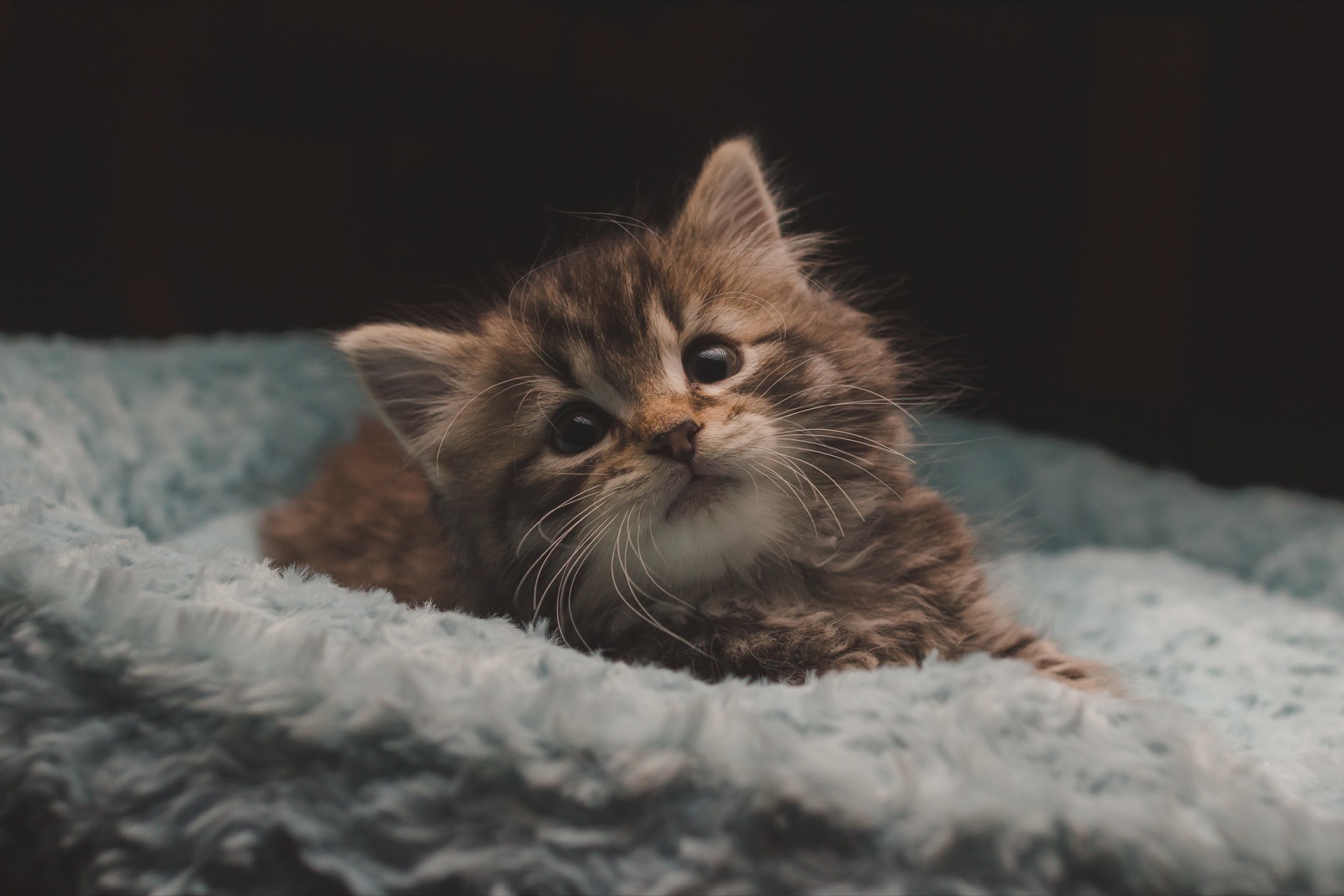 Can You Pass This General Knowledge Quiz While Being Distracted by Adorable Kittens? Cute cat kitten 12