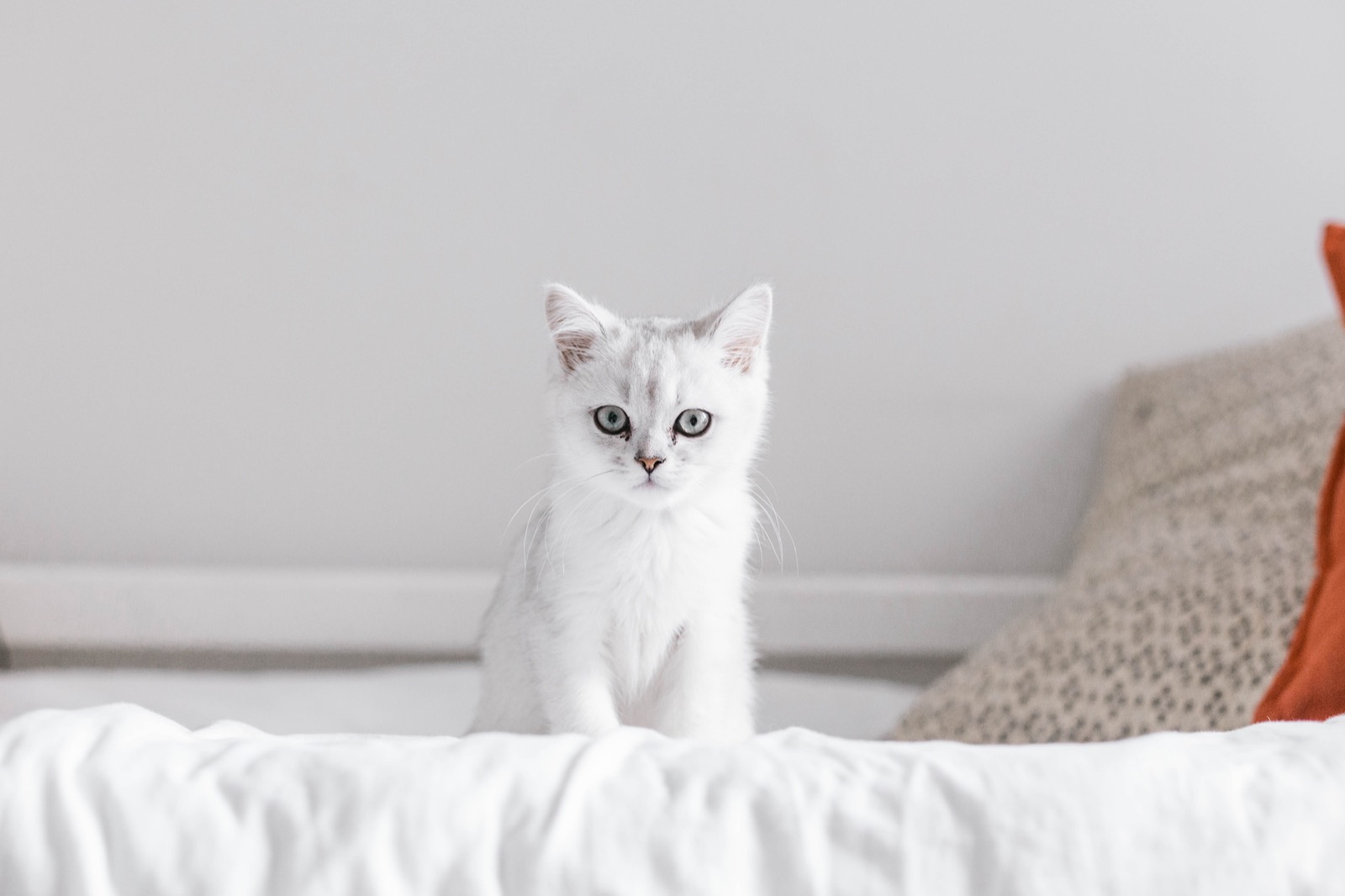 Can You Pass This General Knowledge Quiz While Being Distracted by Adorable Kittens? Cute cat kitten 13