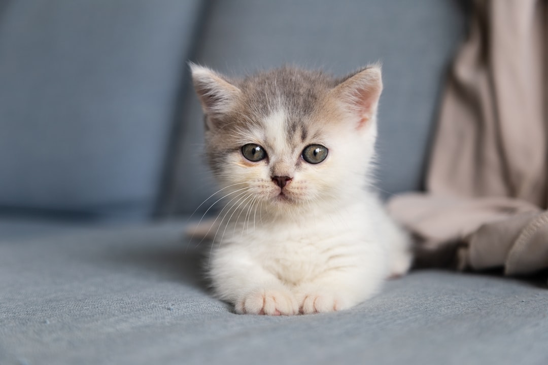 Can You Pass This General Knowledge Quiz While Being Distracted by Adorable Kittens? Cute cat kitten 15