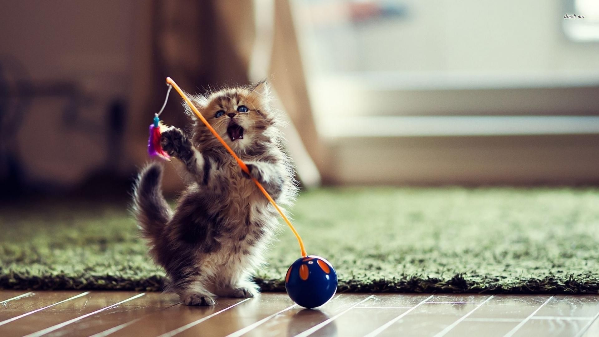 Which Bear Breed Are You? Quiz Kitten