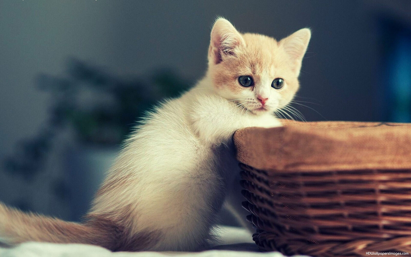 Can You Pass This General Knowledge Quiz While Being Distracted by Adorable Kittens? Cute cat kitten 17