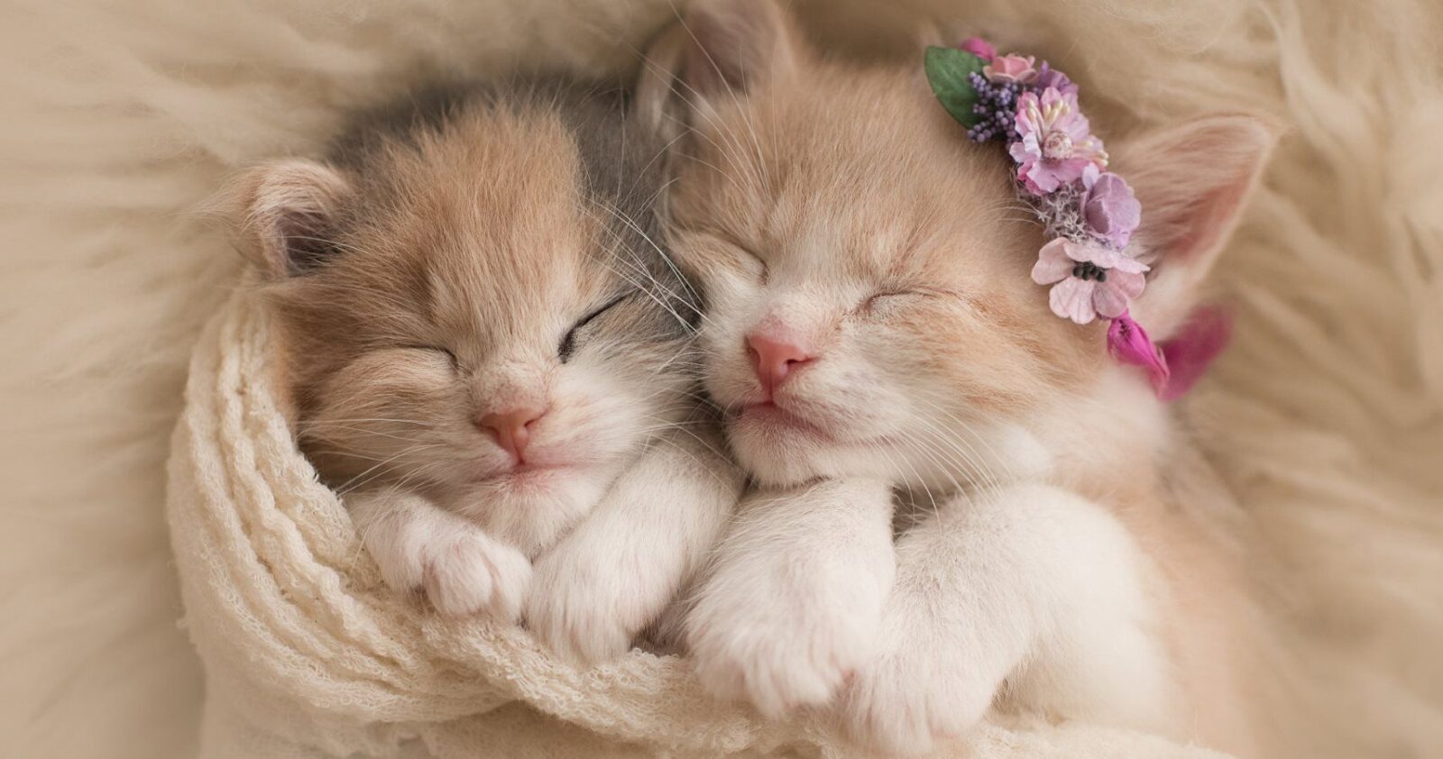 Can You Pass This General Knowledge Quiz While Being Distracted by Adorable Kittens? Cute cat kitten 20