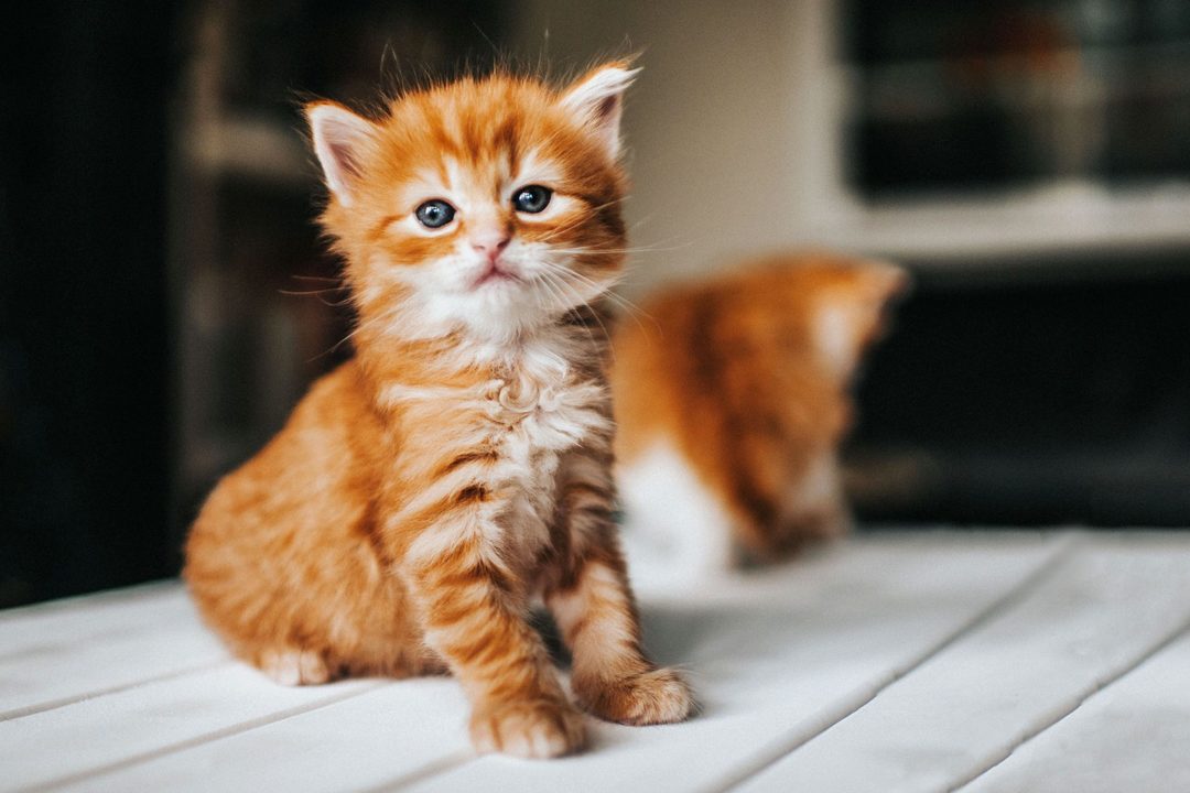 Can You Pass This General Knowledge Quiz While Being Distracted by Adorable Kittens? Cute cat kitten 21