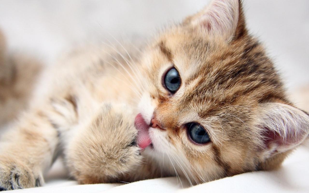 Can You Pass This General Knowledge Quiz While Being Distracted by Adorable Kittens? Cute cat kitten 23