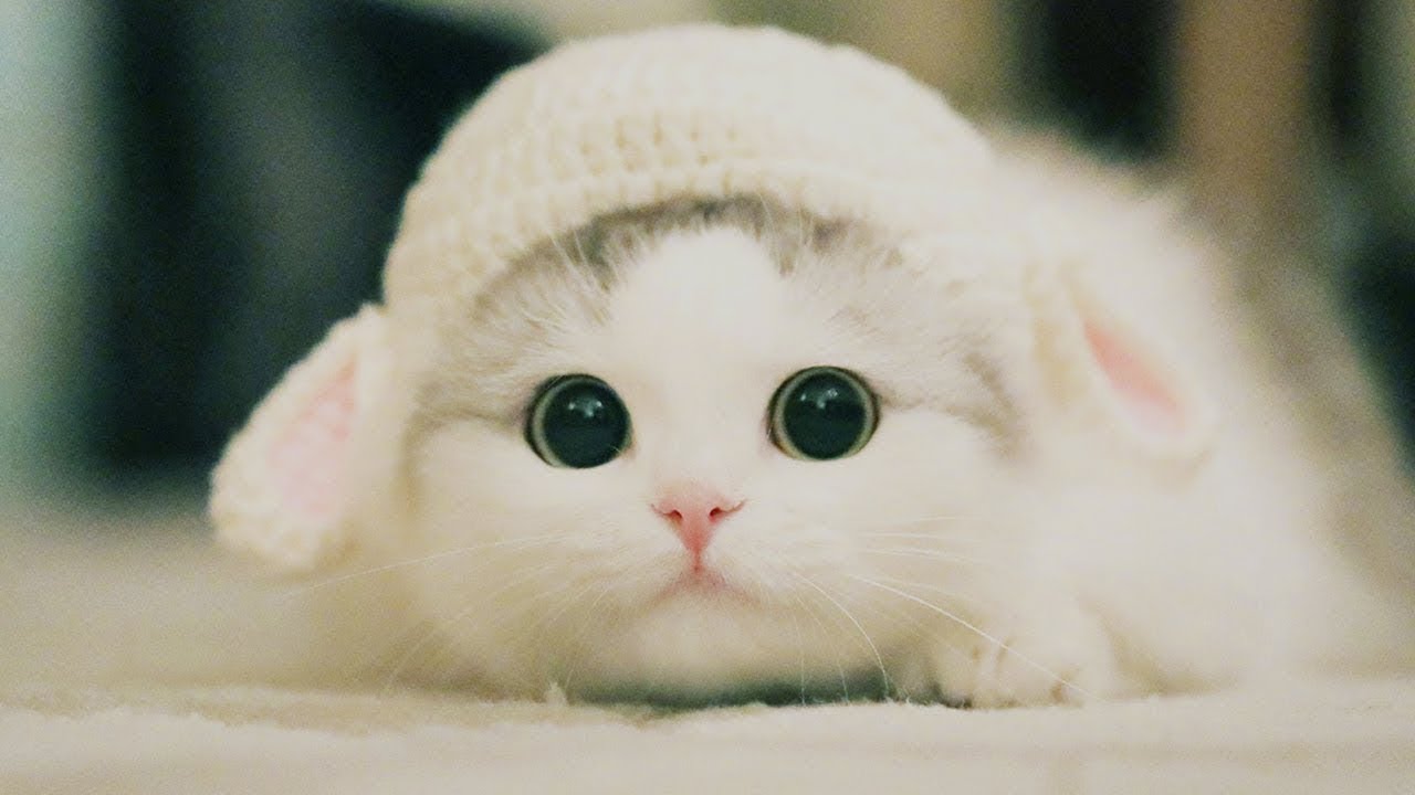 Can You Pass This General Knowledge Quiz While Being Distracted by Adorable Kittens? Cute cat kitten 1