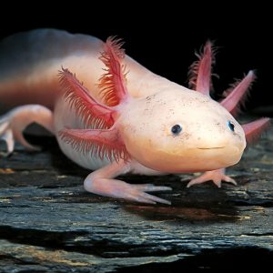 Can We Accurately Guess Your Zodiac Element Just by the Team of Animals You Build? Axolotl