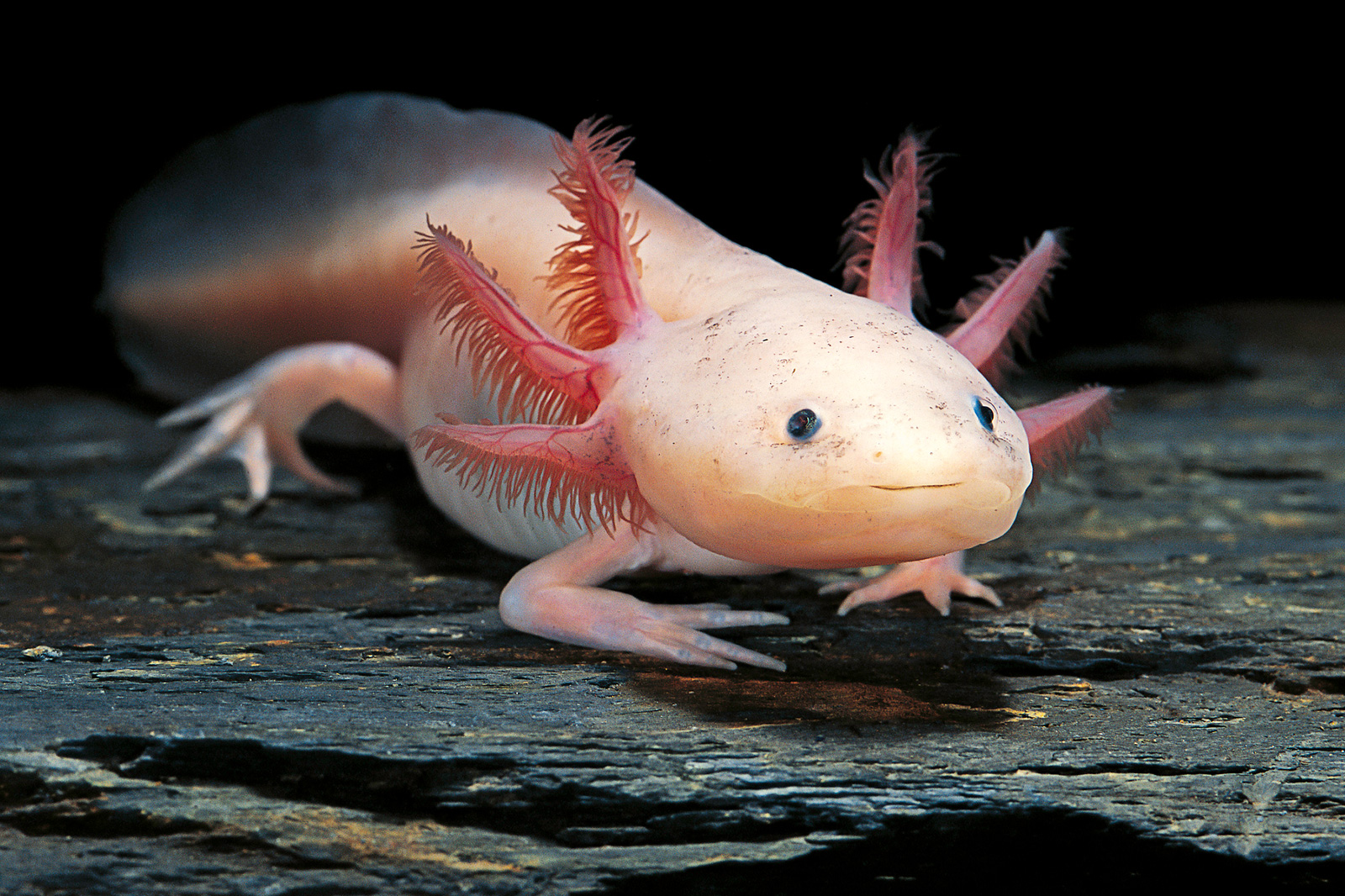 Quiz Answers Beginning With A Axolotl