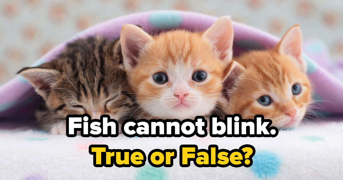 Can You Pass This General Knowledge Quiz While Being Distracted by Adorable Kittens?