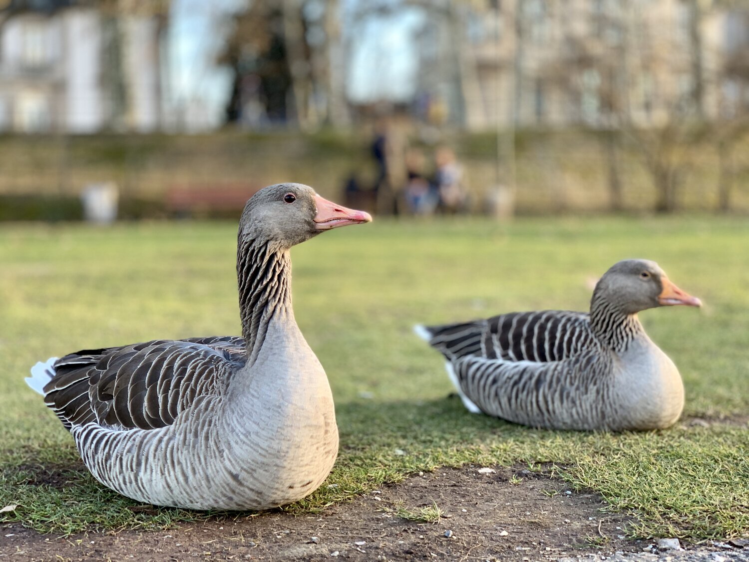 Answer These 22 Questions to Find Out If You Have Enough General Knowledge geese goose