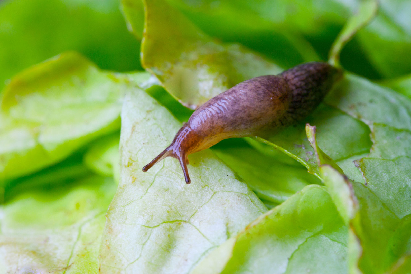 This 24-Question All-Rounded “True or False” Quiz Will Determine If You Know Enough slug Detritivore