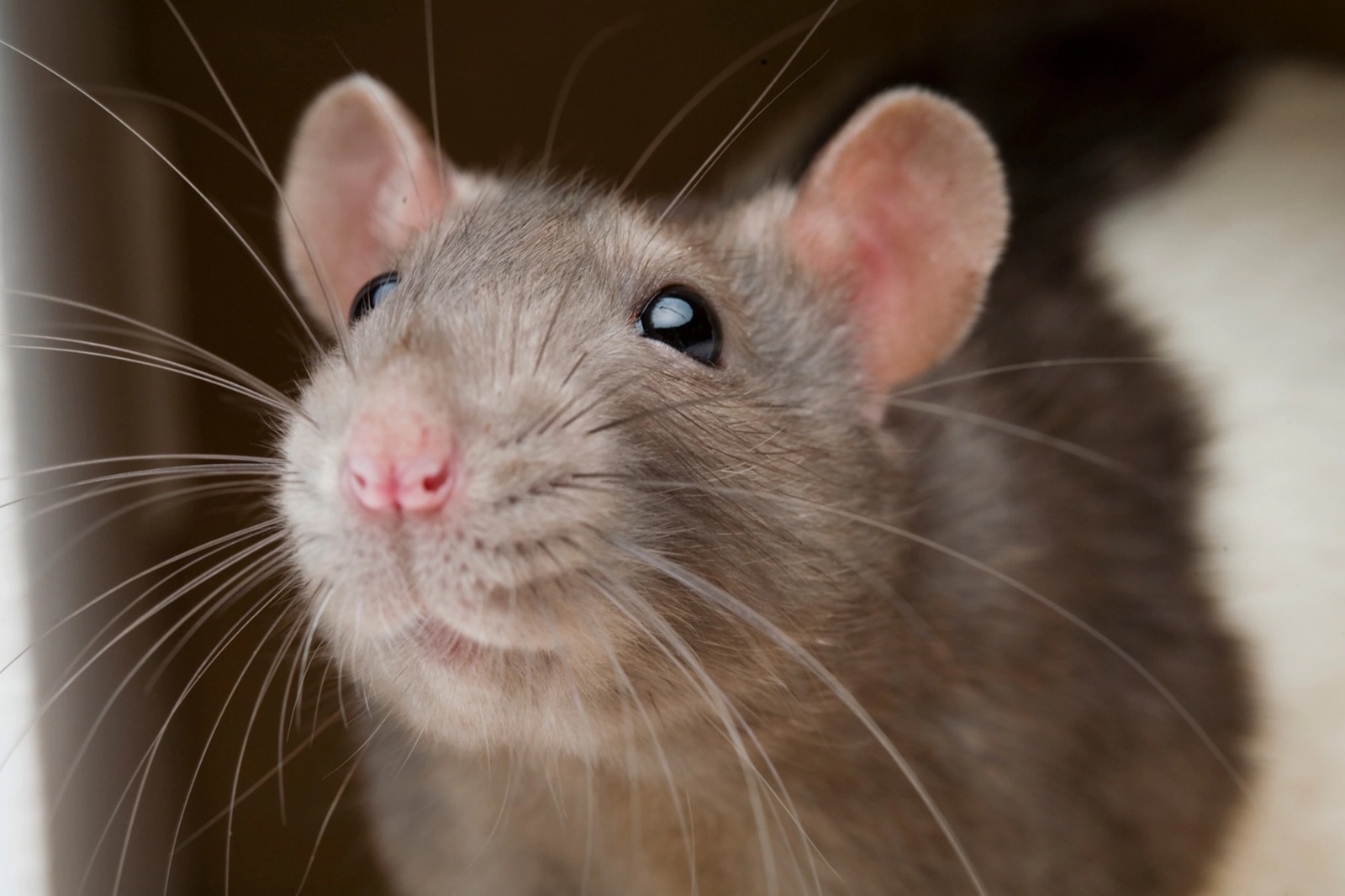 If You Can Score 15/20 on This Quiz, You’re Definitely an 🐾 Animal Expert Rats Mouse