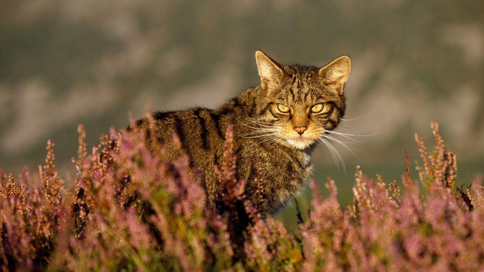 If You Can Score 15/20 on This Quiz, You’re Definitely an 🐾 Animal Expert Wildcat
