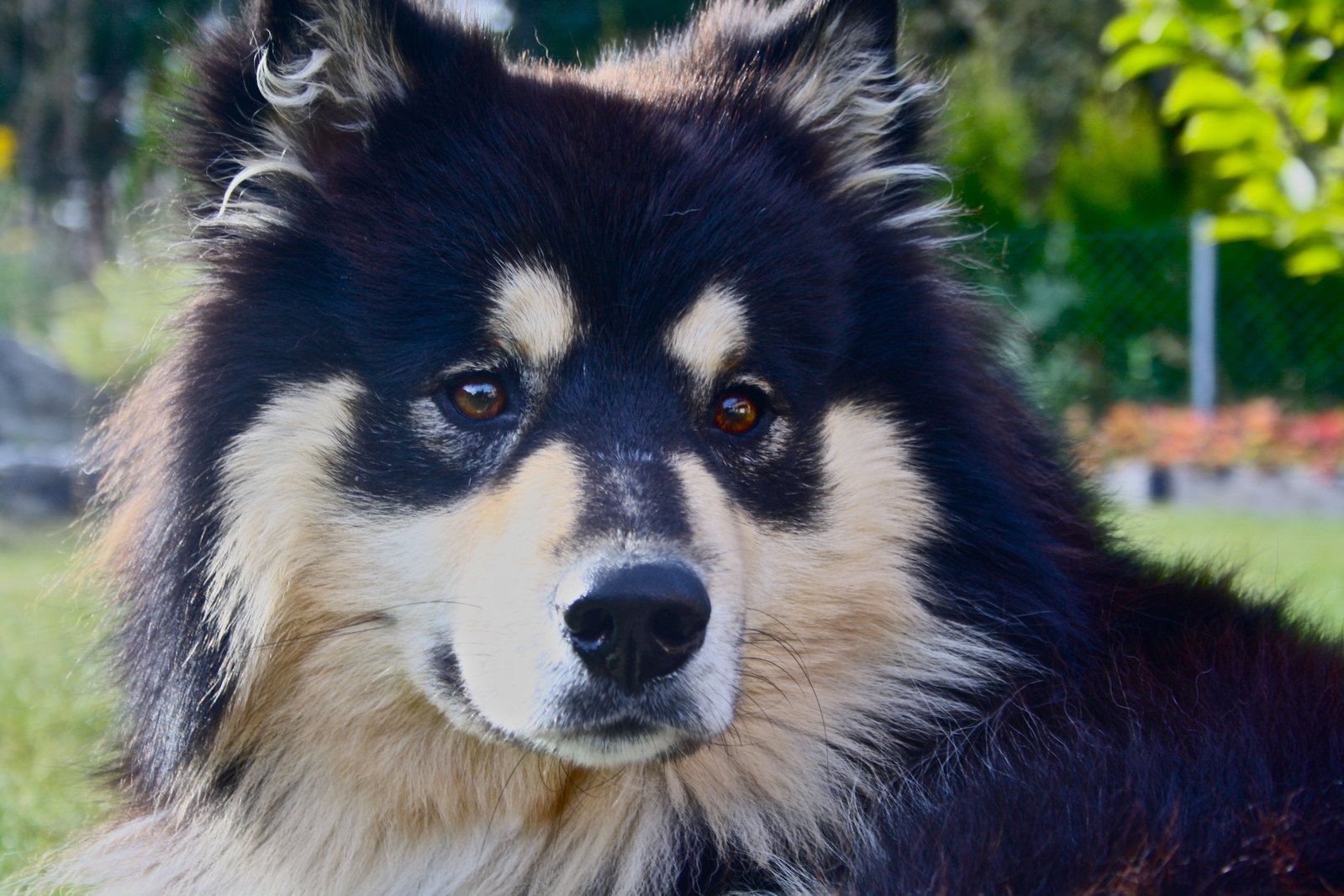 If You Can Score 15/20 on This Quiz, You’re Definitely an 🐾 Animal Expert Finnish Lapphund dog
