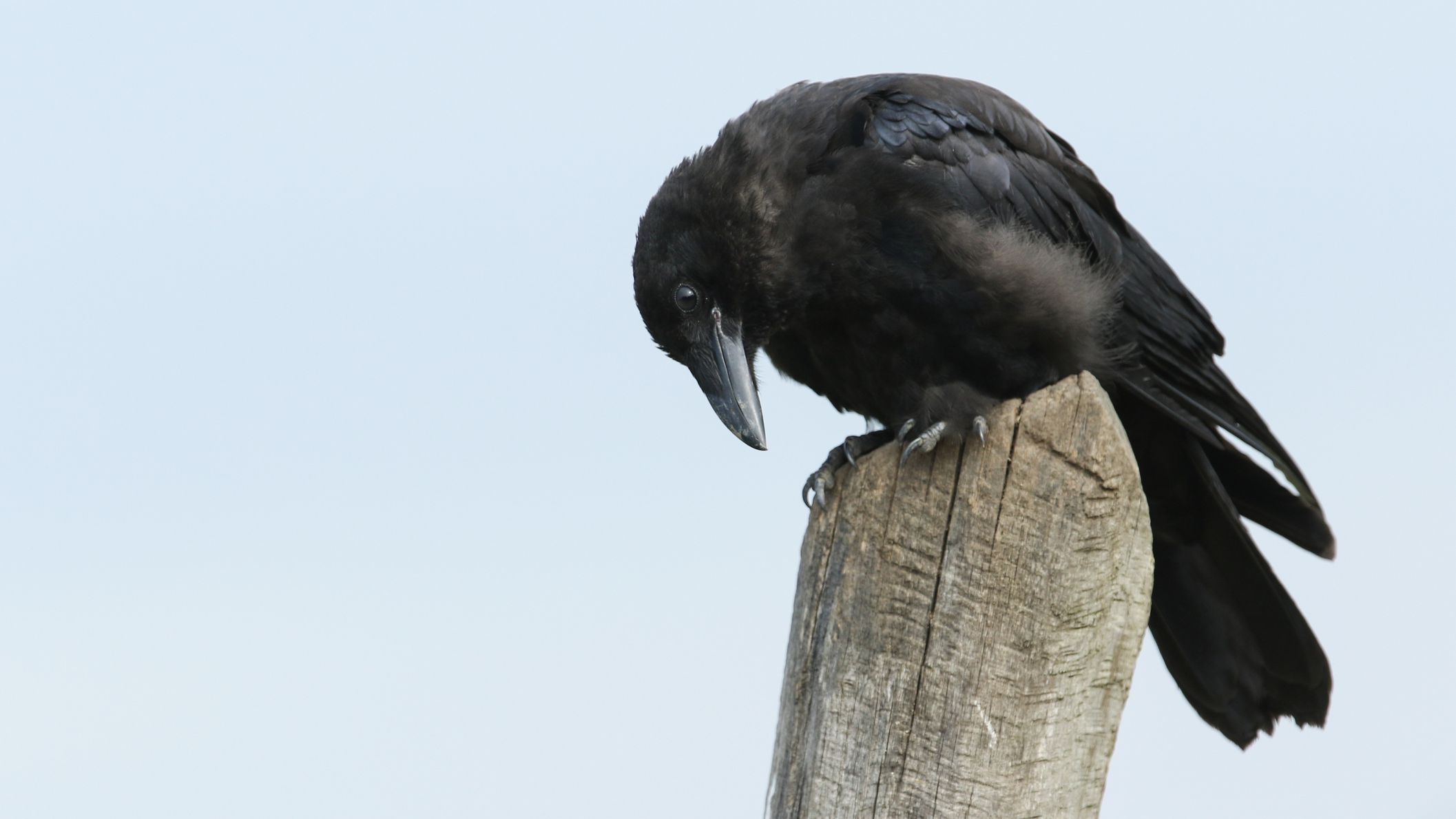 Passing This Animal Kingdom Quiz Is the Only Proof You Need to Show You’re the Smart Friend Crows