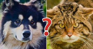 If You Can Score 15 on This Quiz, You're Definitely Animal Expert