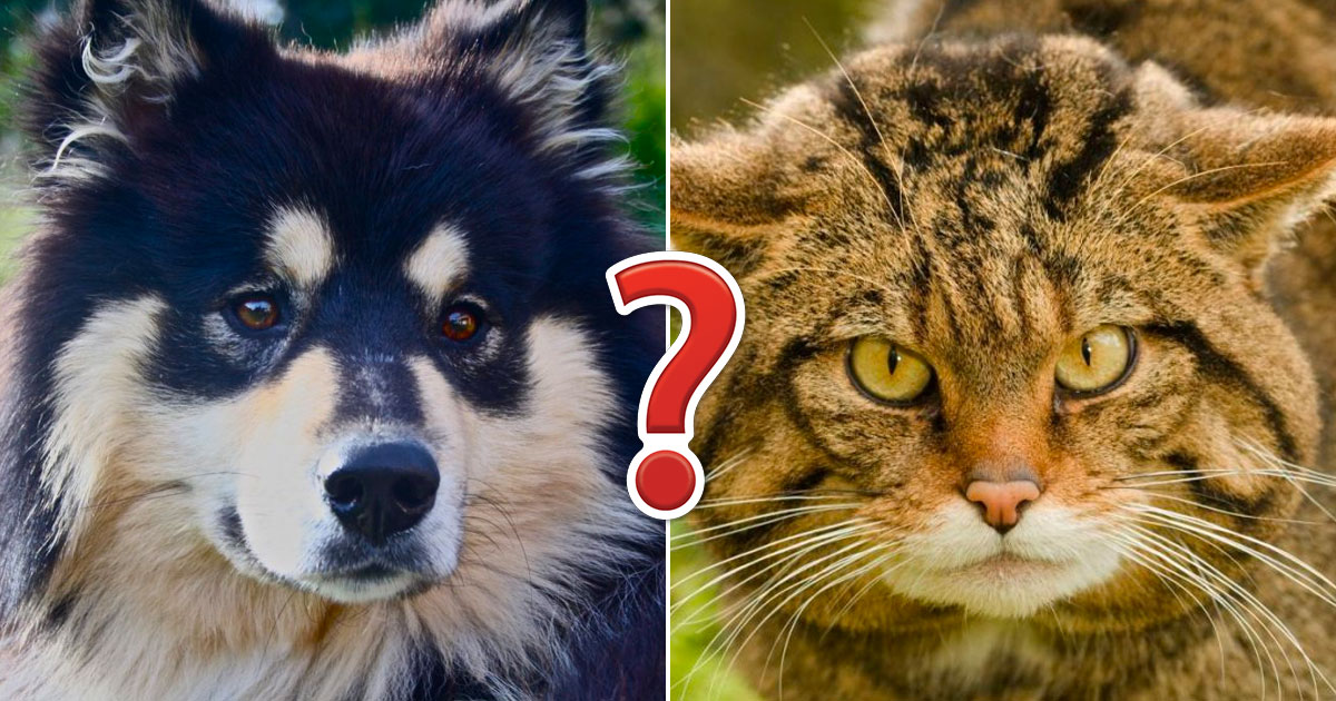 Quiz de animais, quiz de perguntas e respostas sobre animais 