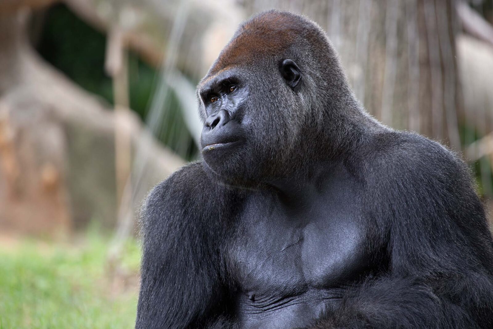 If You Are Good at Science, Then You Shouldn't Break Sw… Quiz Western lowland gorilla