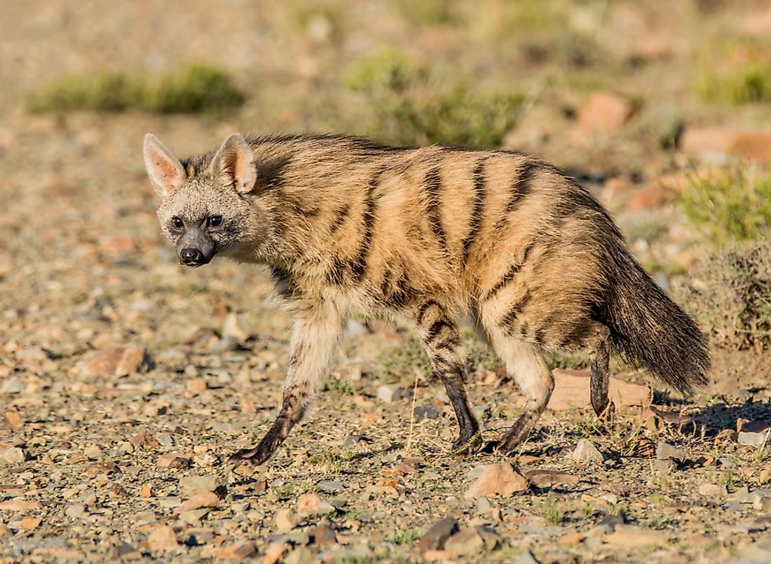 Passing This Animal Kingdom Quiz Is the Only Proof You Need to Show You’re the Smart Friend aardwolf