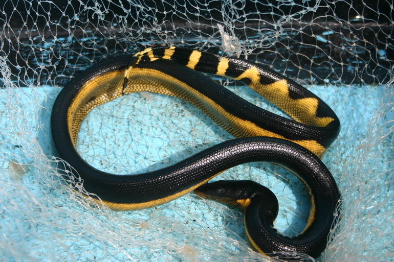 Passing This Animal Kingdom Quiz Is the Only Proof You Need to Show You’re the Smart Friend Yellow-bellied sea snake