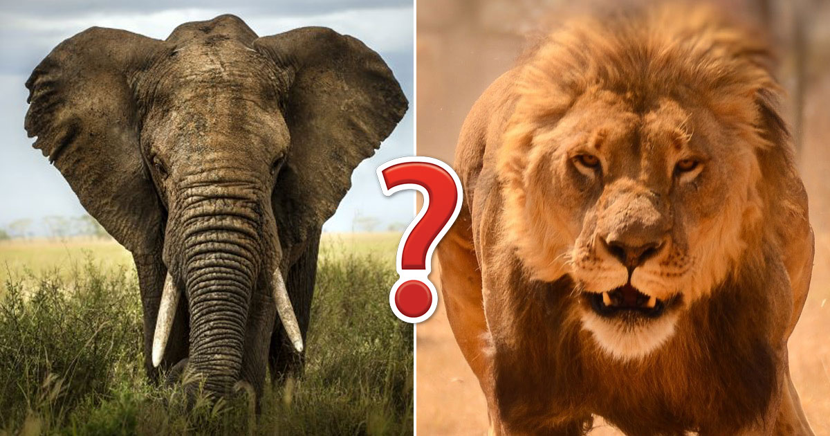Passing This Animal Kingdom Quiz Is The Only Proof You Need To Show You're  The Smart Friend