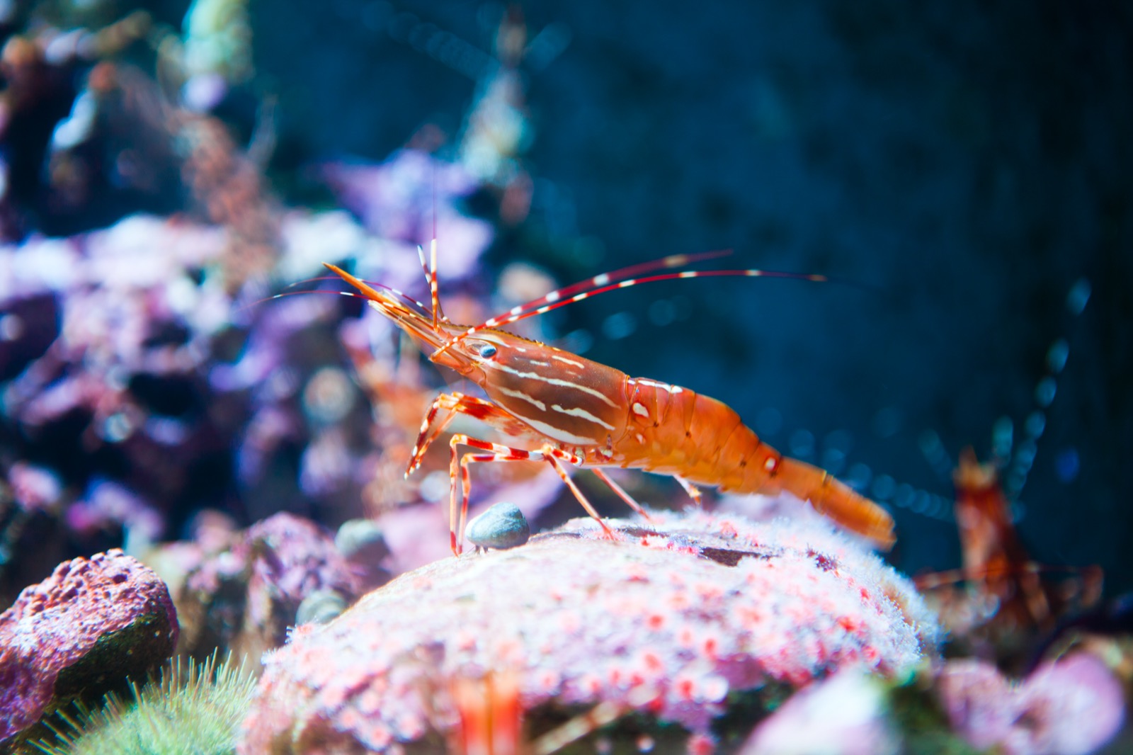 Foods Named After Animals Quiz Shrimp