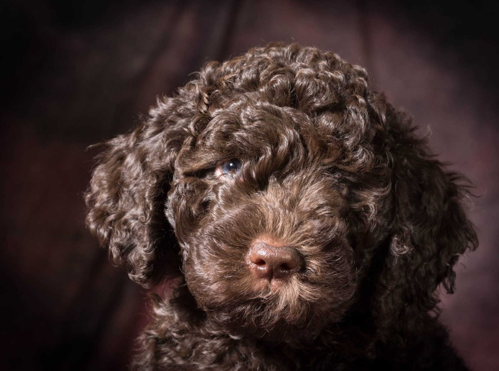 Can You Pass This General Knowledge Quiz While Being Distracted by Cute Puppies? Barbet Puppy
