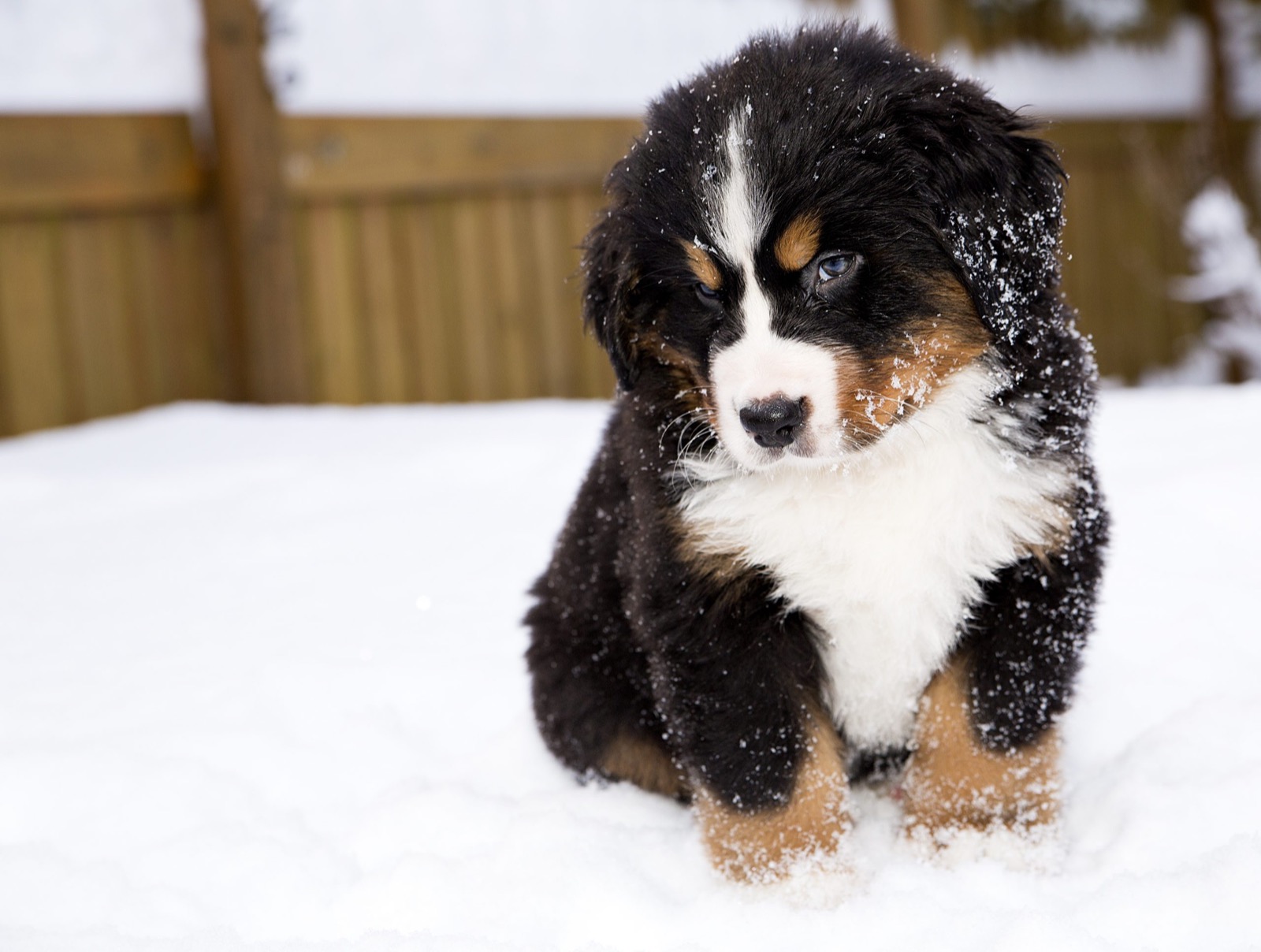 If You Want to Know the Number of 👶🏻 Kids You’ll Have, Choose Some 🐶 Dogs to Find Out Bernese Mountain Dog