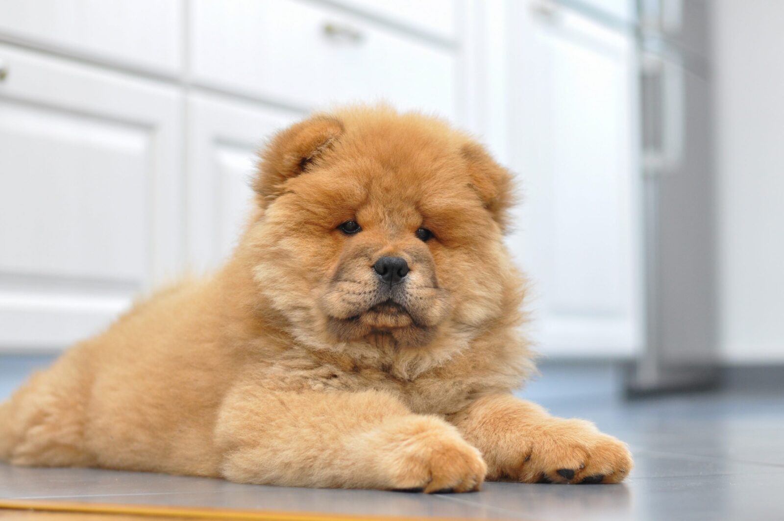 🐶 Form a Team of Dogs to Find Out If You’re an Introvert or an Extrovert Chow Chow Puppy