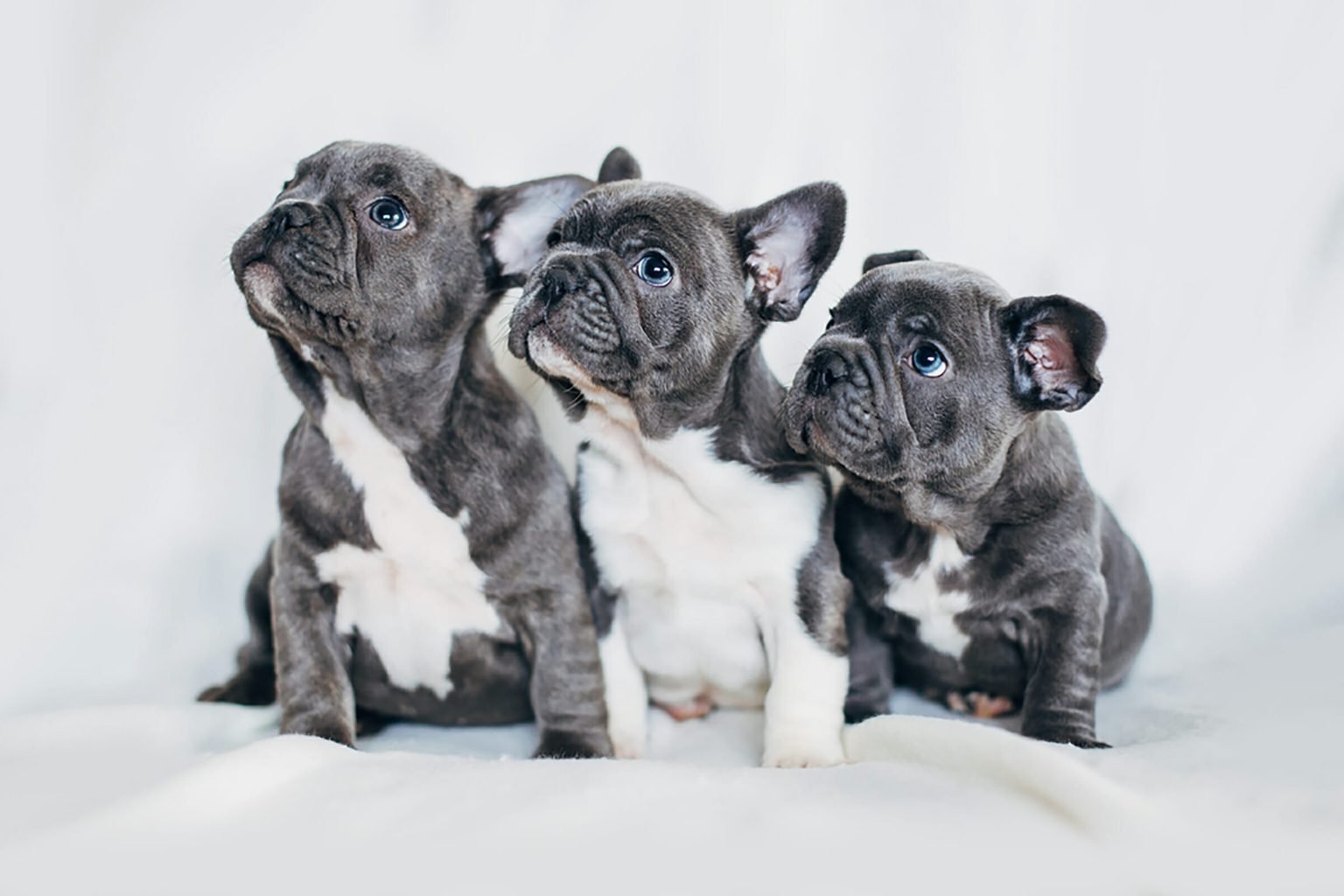 Guess The Rock Song Quiz Dogs