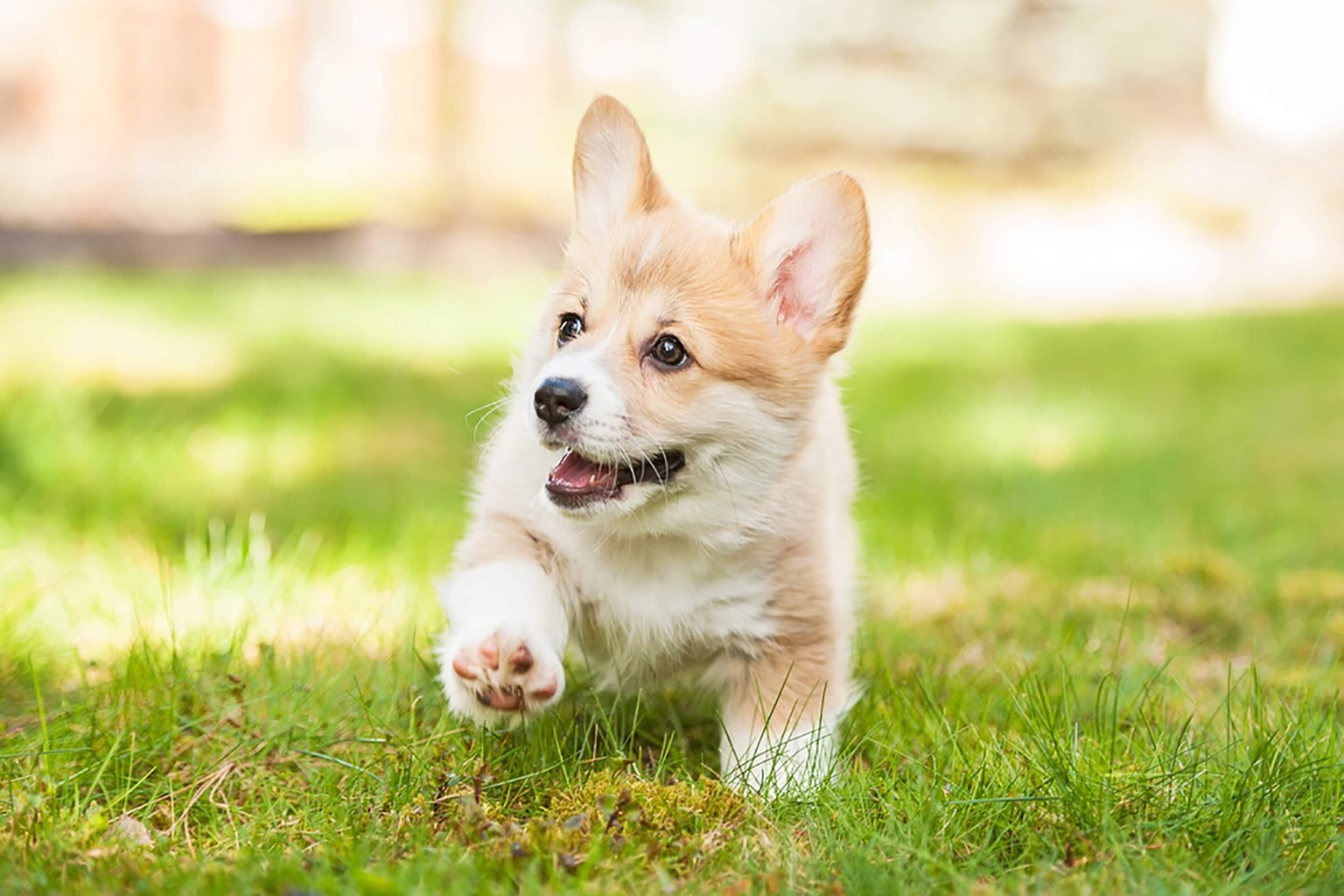 Can You Pass This General Knowledge Quiz While Being Distracted by Cute Puppies? Cute Dog Welsh Corgi Puppy