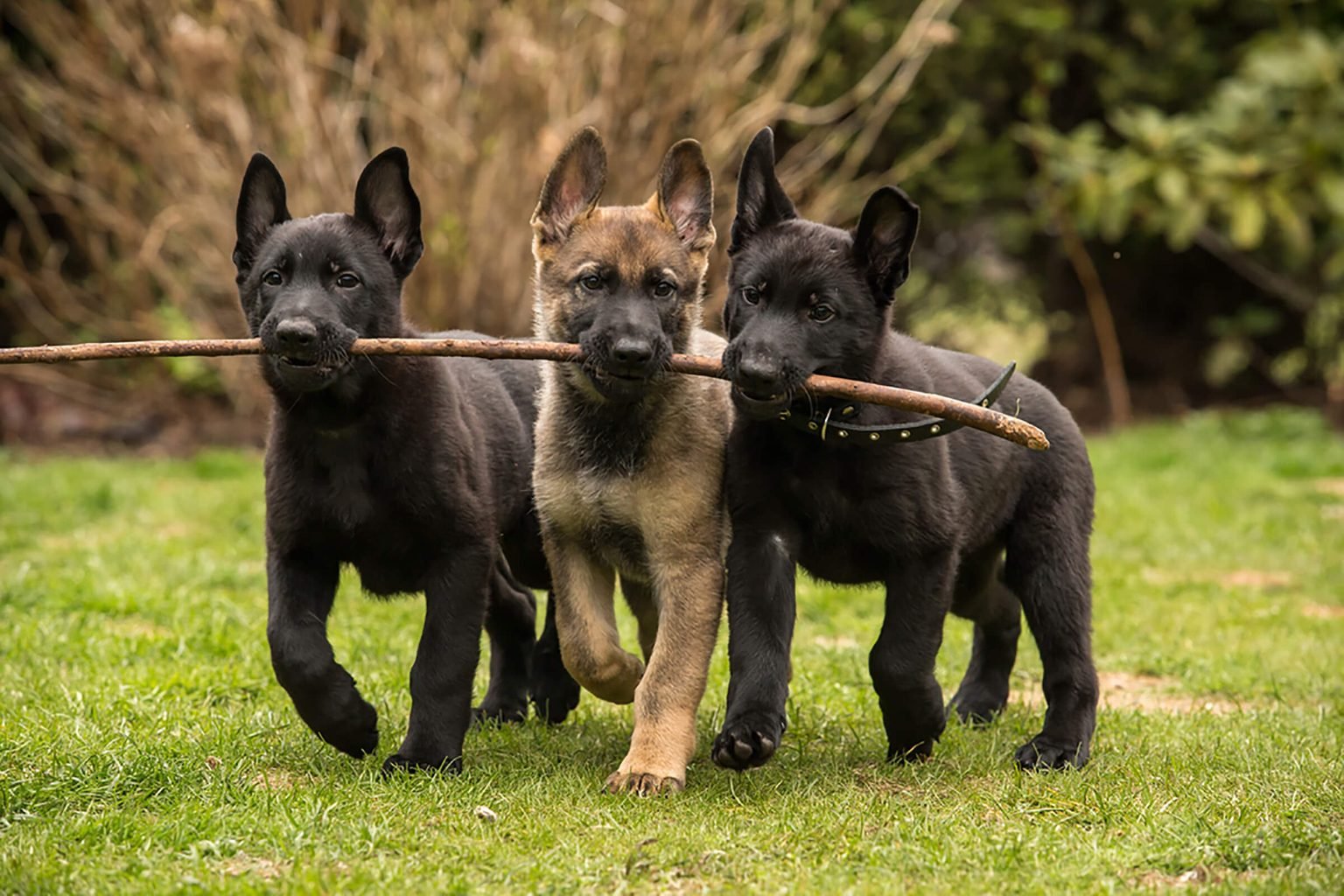 Hey, I Bet You Can't Get 14 on This Positive or Negative Word Quiz Cute Dog German Shepard Puppy