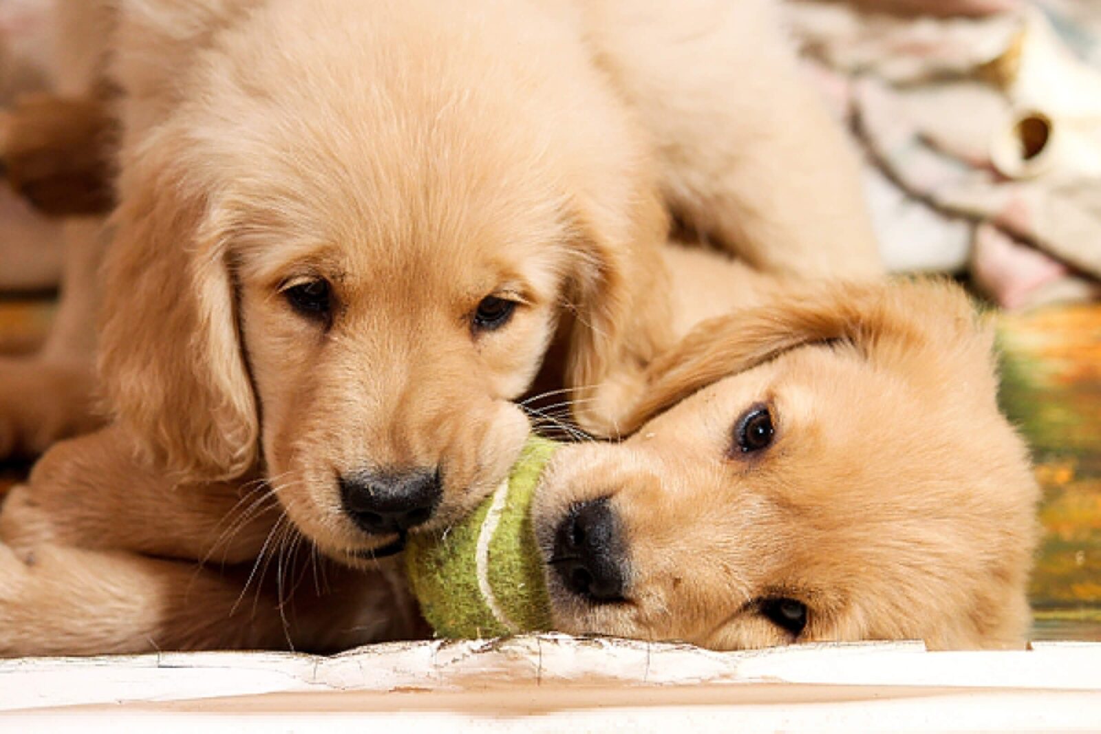Can You Pass This General Knowledge Quiz While Being Distracted by Cute Puppies? Cute Dog Puppy 2