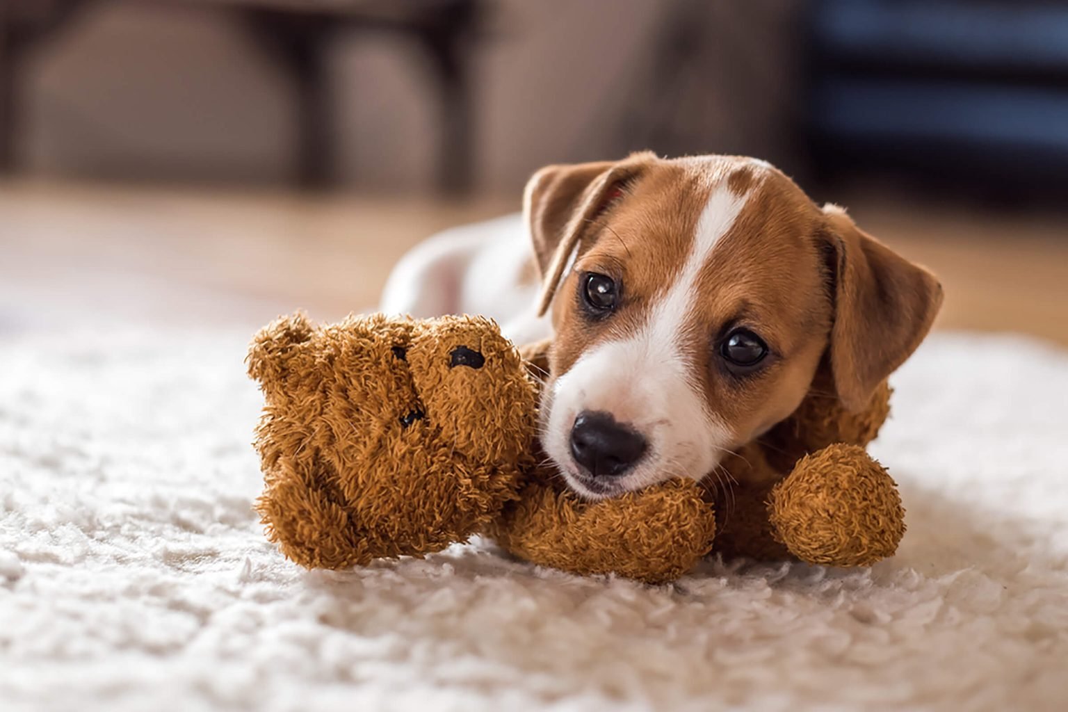 Can You Pass This General Knowledge Quiz While Being Distracted by Cute Puppies? Cute Dog Puppy 4