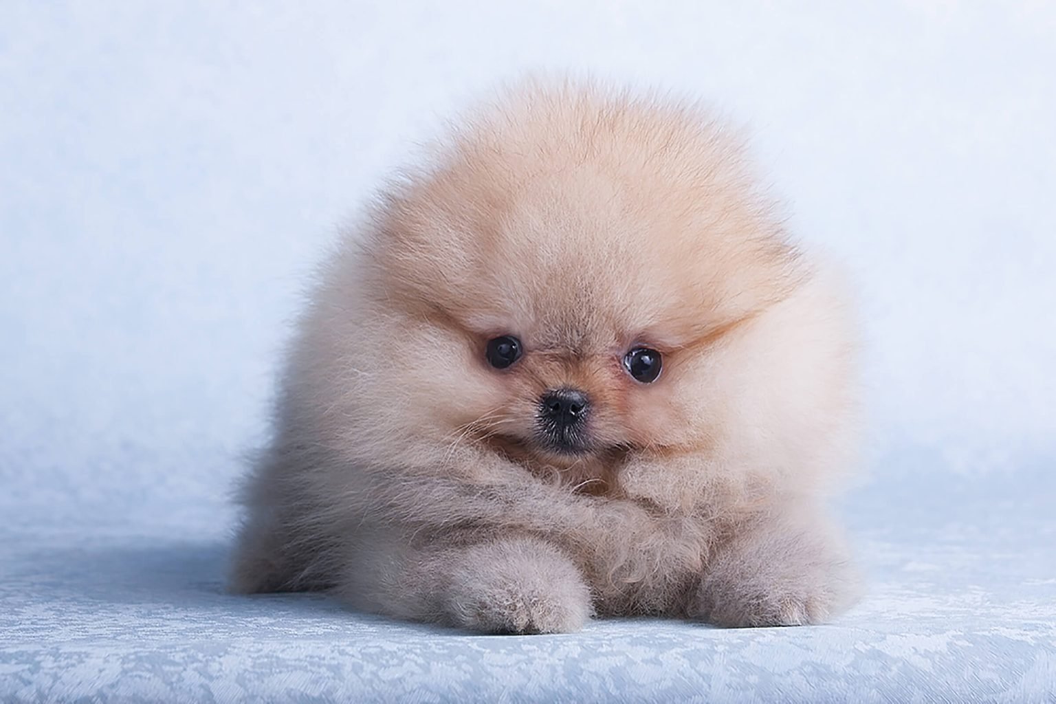 Can You Pass This General Knowledge Quiz While Being Distracted by Cute Puppies? Cute Dog Puppy 8