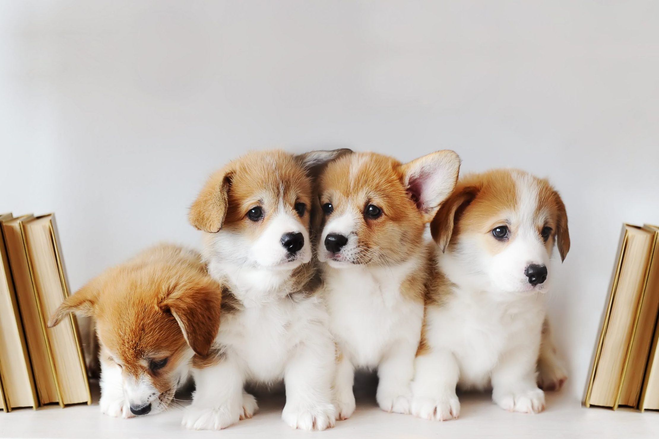 Can You Pass This General Knowledge Quiz While Being Distracted by 🐶 Cute Puppies? Dogs