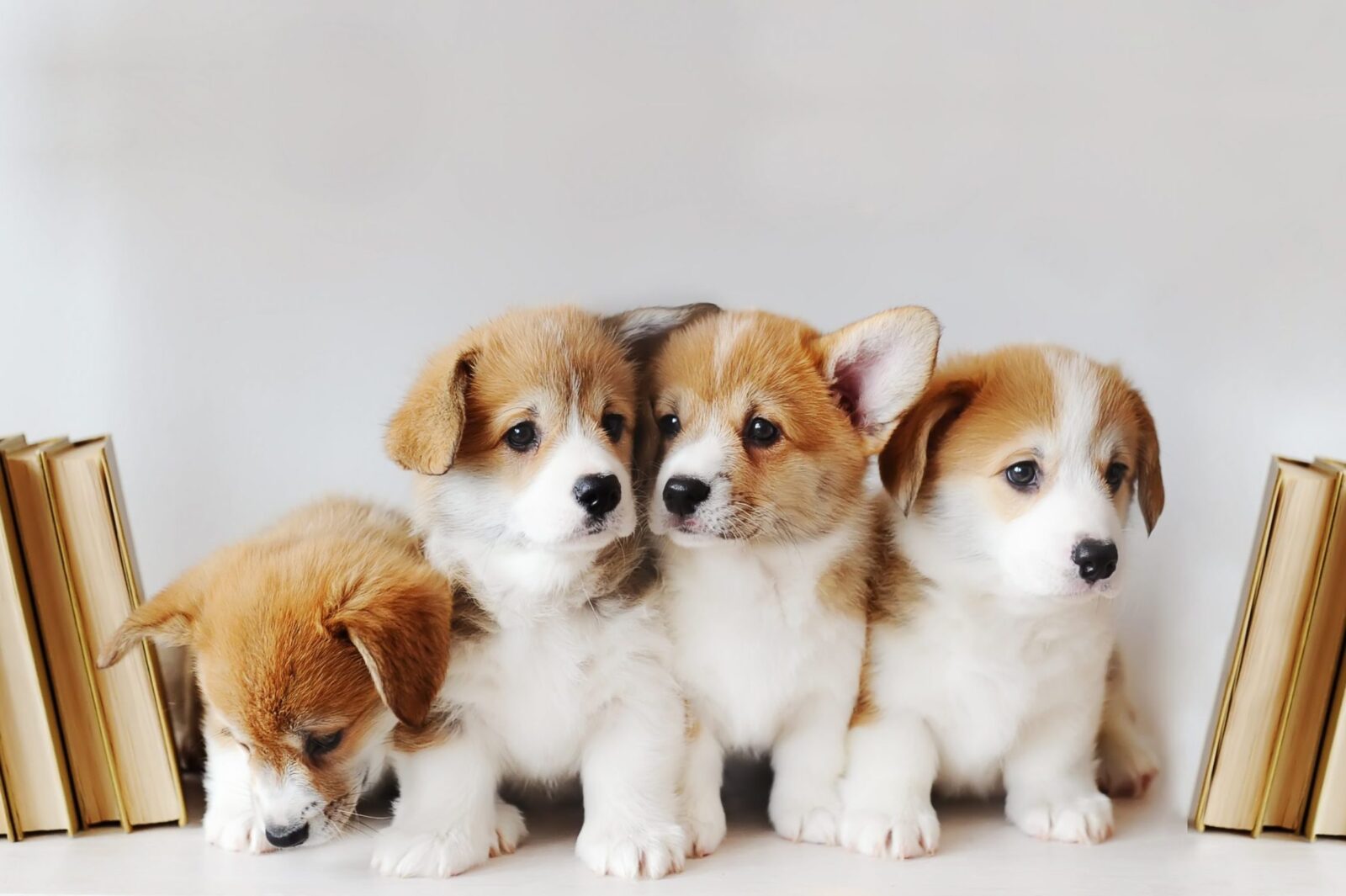 Can You Pass This General Knowledge Quiz While Being Distracted by Cute Puppies? Cute Dog Puppy 10