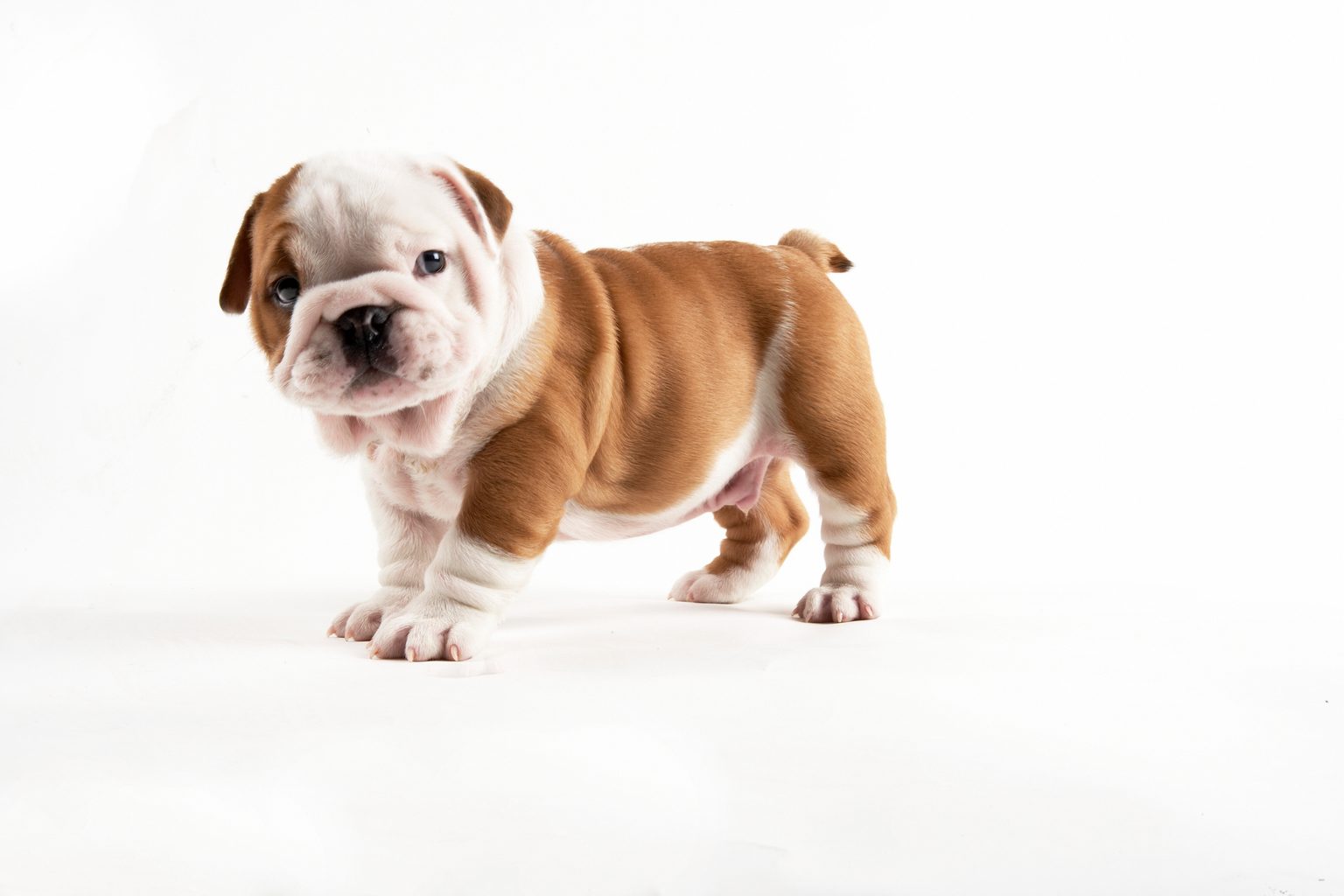 If You Want to Know the Number of 👶🏻 Kids You’ll Have, Choose Some 🐶 Dogs to Find Out Bulldog Puppy
