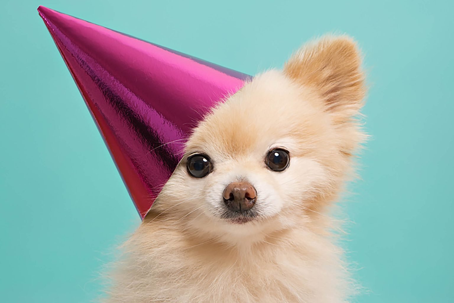 If You Pass This Random Knowledge Quiz, You Know Something About Every Subject Cute Dog Puppy Party Hat