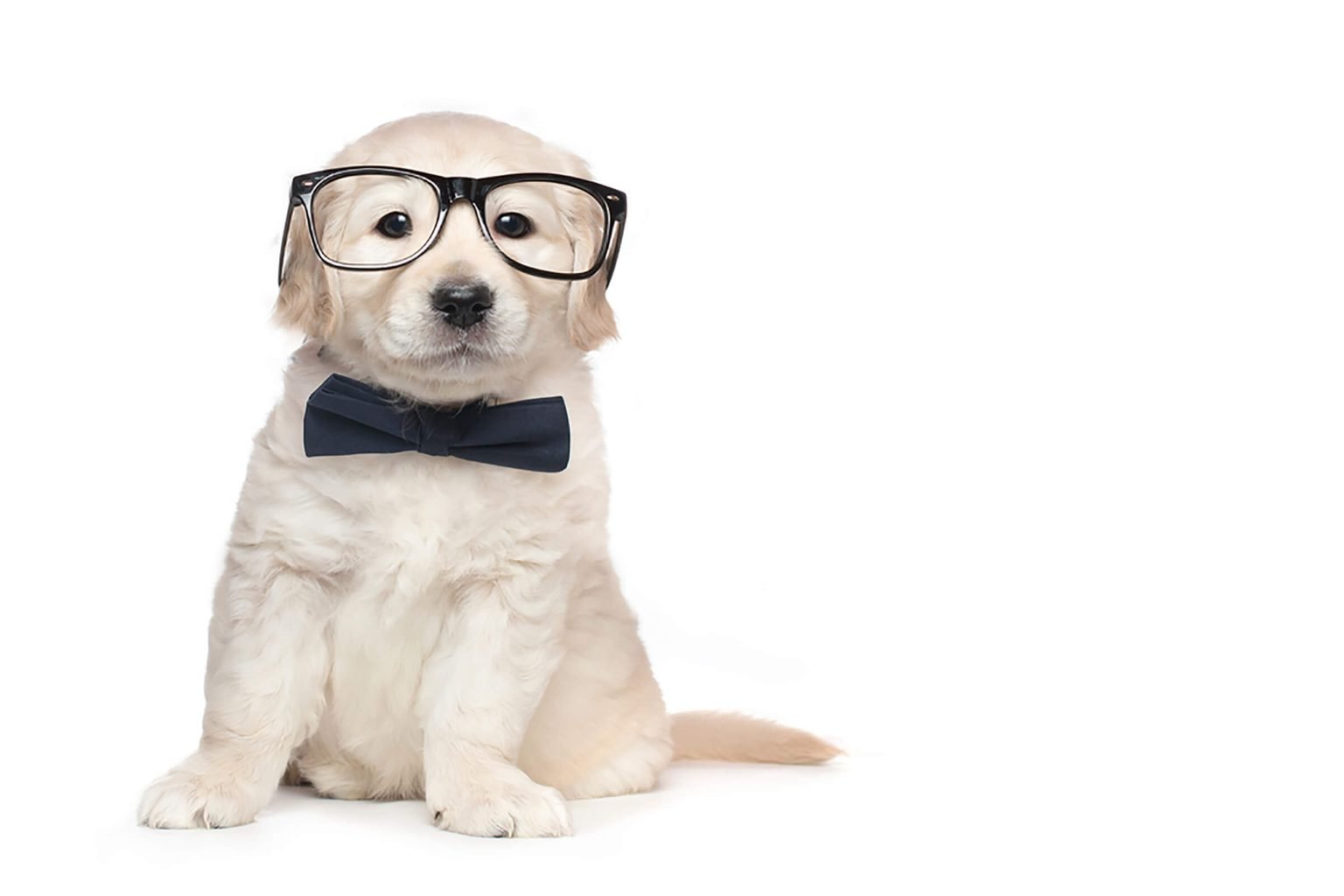 What Type of 🧀 Smelly Cheese Are You? Cute Dog Puppy Wearing Glasses