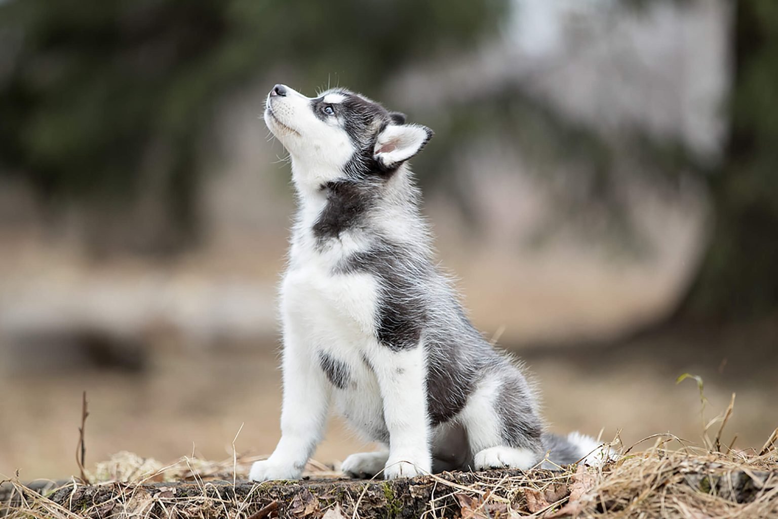 Can You Pass This General Knowledge Quiz While Being Distracted by Cute Puppies? Cute Dog Siberian Husky Puppy