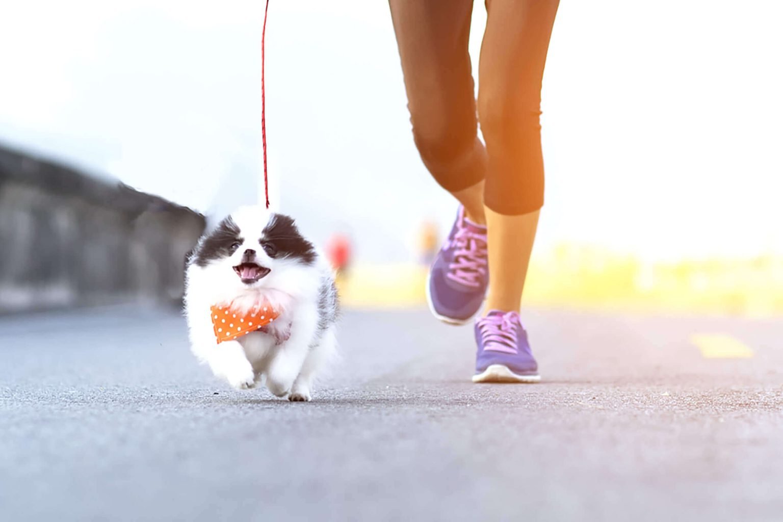 🔭 Are You Intelligent Enough to Pass This Challenging Science Quiz? Let’s Find Out Jogging Running Walking Dog