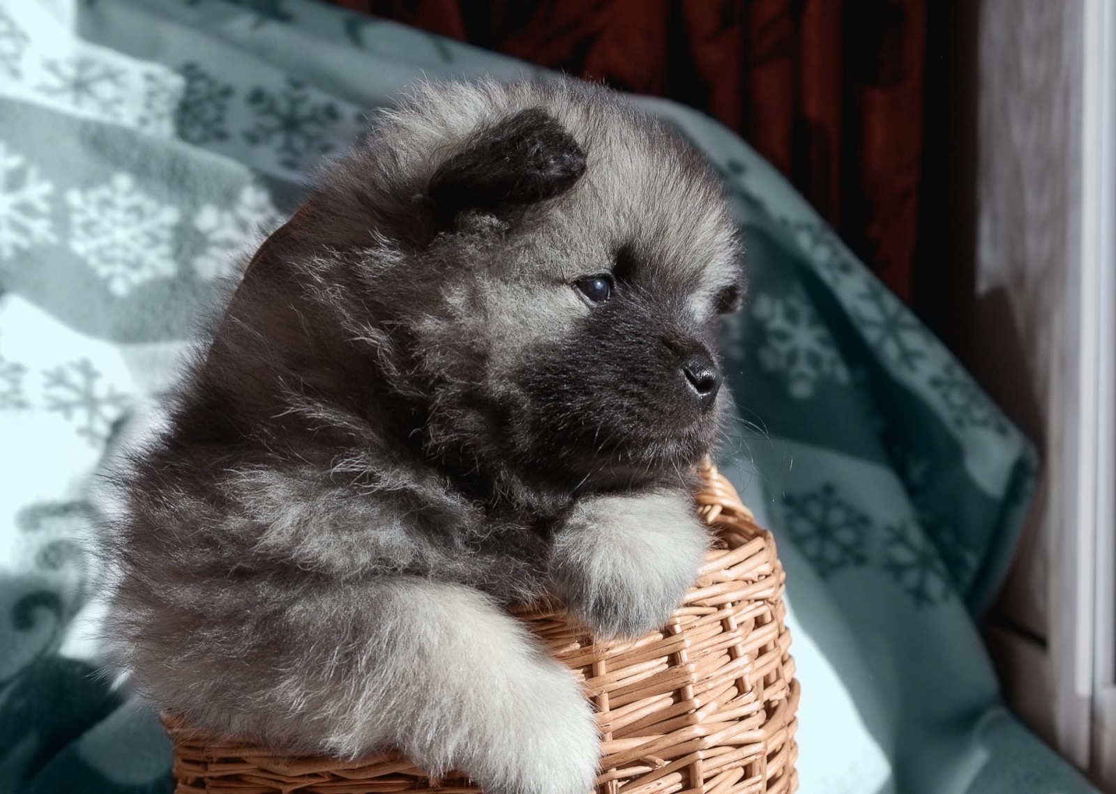 Dog Personality Quiz 🐶: What Wild Animal Are You? 🦁 Keeshond