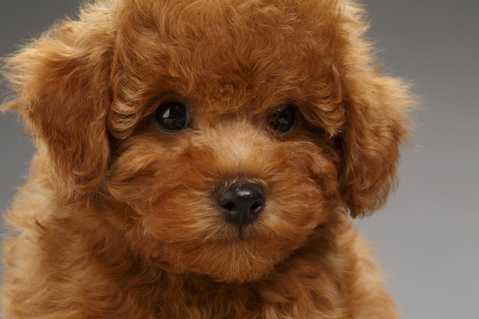 Can You Pass This General Knowledge Quiz While Being Distracted by Cute Puppies? Miniature Poodle Puppy